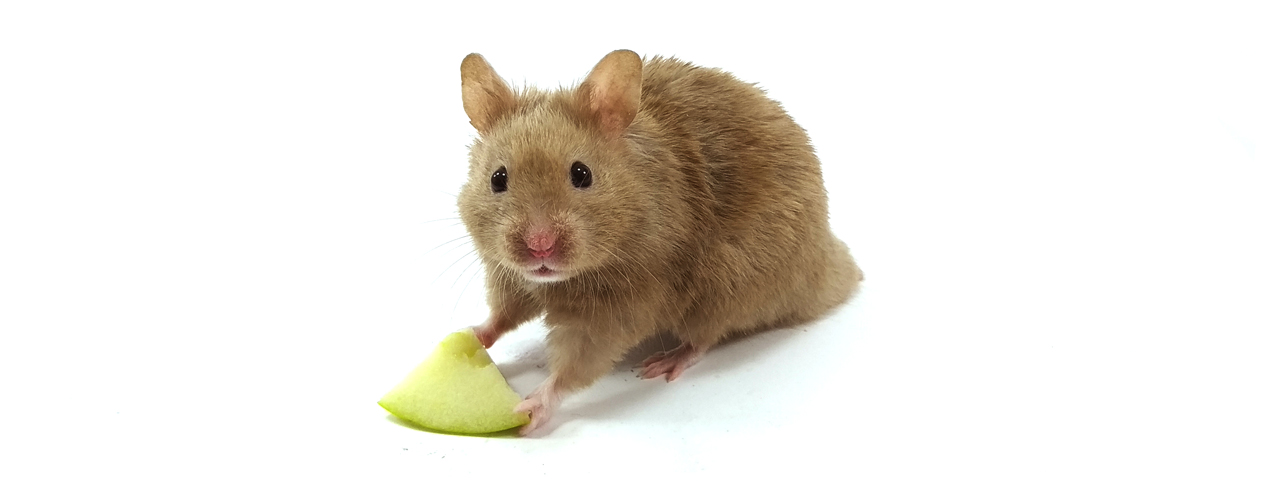 can dwarf hamsters eat apples