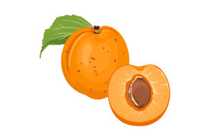 Apricots are a fruit Hamsters love eating - discover how much, how often is ok for them, and much more