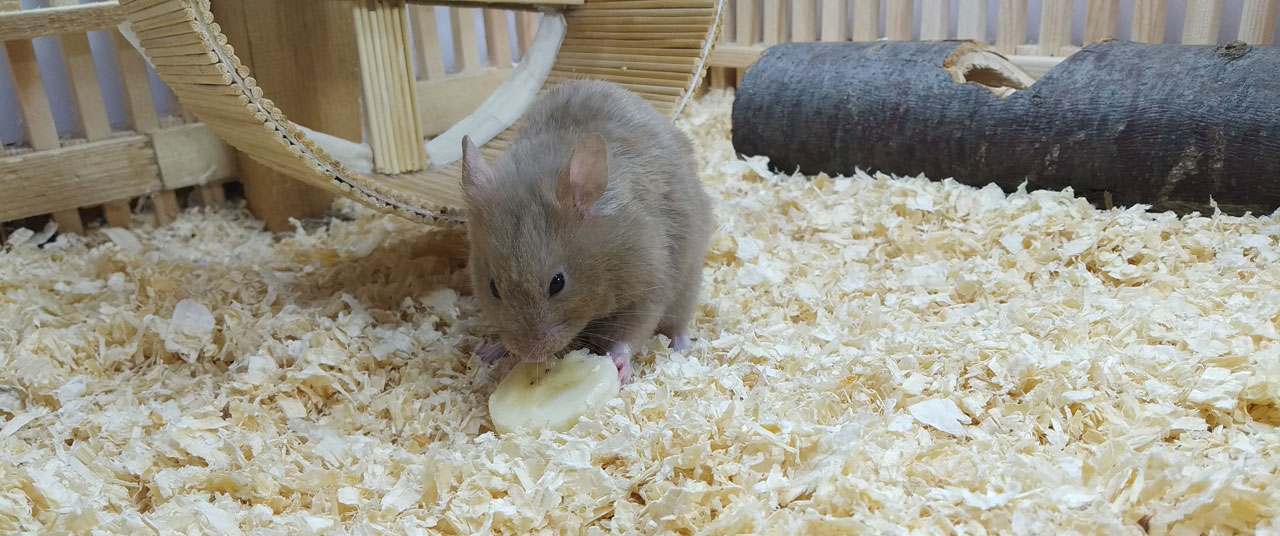 Our Syrian hamster eating a small piece of banana