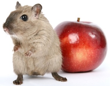 Hamster standing next to a delicious red apple