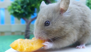 Syrian Hamster eating some Apricot