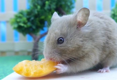 Syrian Hamster eating an Apricot