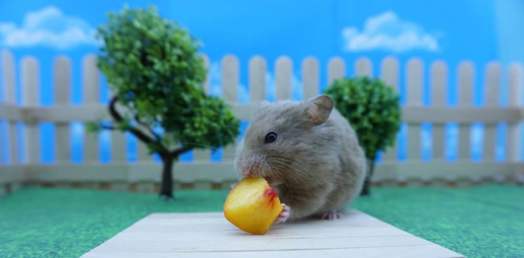 Cute little brown hamster eating a small slice of peach
