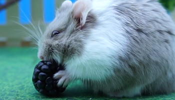Winter white hamster enjoying eating a blackberry