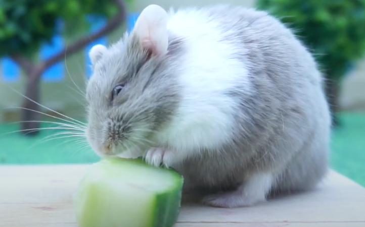 Hamster eating some cucumber