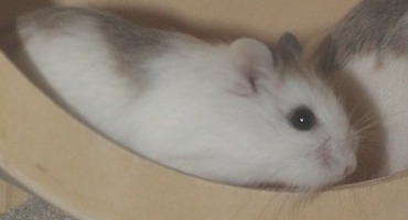 Cute Roborowski Hamster
