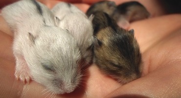 Breeding Baby Hamster Pups