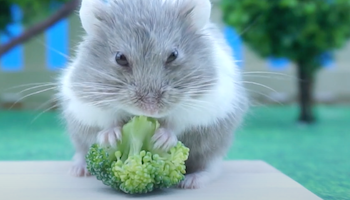 Winter White Hamster eating some Broccoli