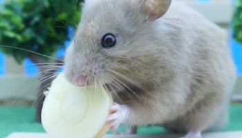 Syrian Hamster eating some Parsnip