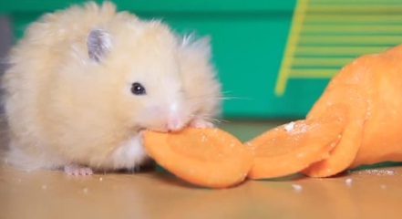 Hamster enjoying eating some carrot slices
