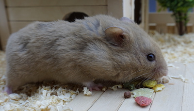 Syrian Hamster eating some grains