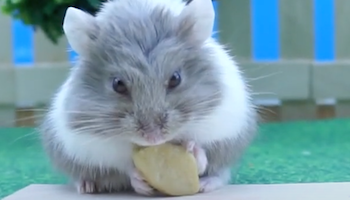 Hamster eating some cashew nuts