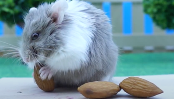 Winter White Hamster eating some Almond Nuts