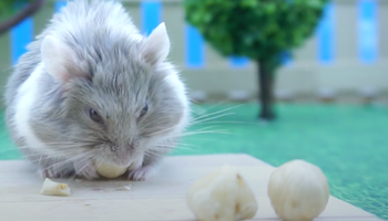Winter White Hamster eating some Hazelnuts