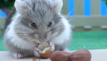 Winter White Hamster eating some peanuts
