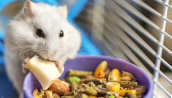 Hamster eating some cheese as a treat