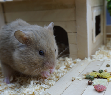 Mini Hamster house for hamsters