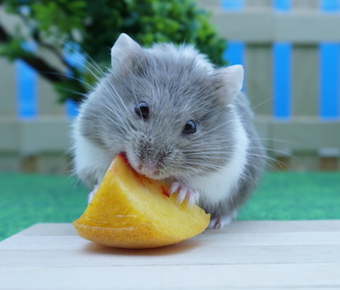 Hamster eating a delicious peach
