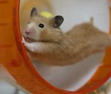 Hamster enjoying a run in their wheel