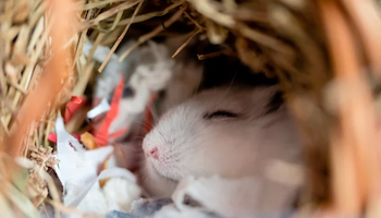 Cute hamsters curled up in hamster bedding