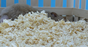 Sawdust used as Hamster bedding & litter