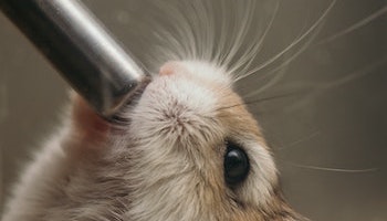 Hamster with long whiskers drinking water from a water bottle