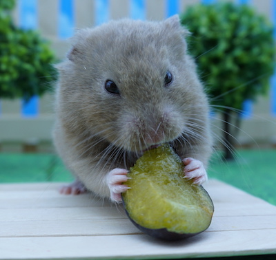 Syrian Hamster eating a piece of plum