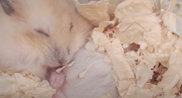 Cute Orange Hibernating Hamster