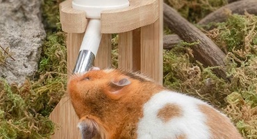 Niteangel Water Bottle Stand with a Syrian Dwarf Hamster