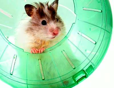 White hamster playing in a hamster ball